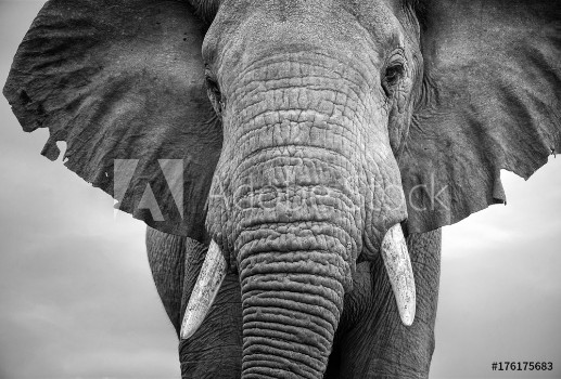 Picture of Close-up of a male elephant with ears extended